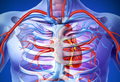 How "Old" Are You (Inside)?